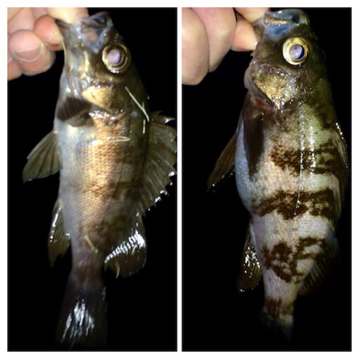 メバリンガー1859〜1937