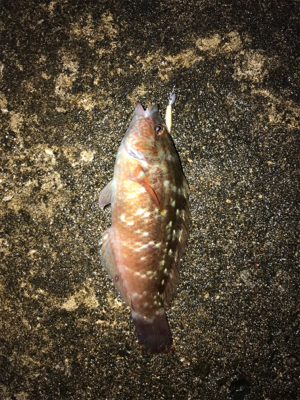 メバダート1インチ白。