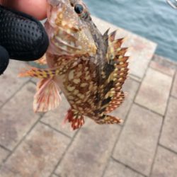 サビキで五目釣り