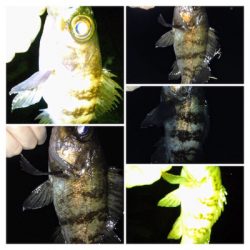 メバリンガー1845〜1935