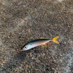 大晦日マイクロジギング