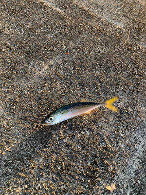 大晦日マイクロジギング