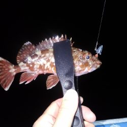 ロックフィッシュショート便