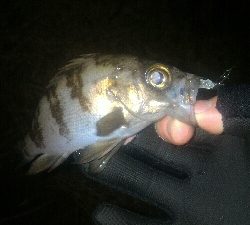 今年は型が小さい。。。