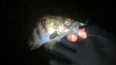 今年は型が小さい。。。