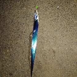 タチウオ釣れたけど