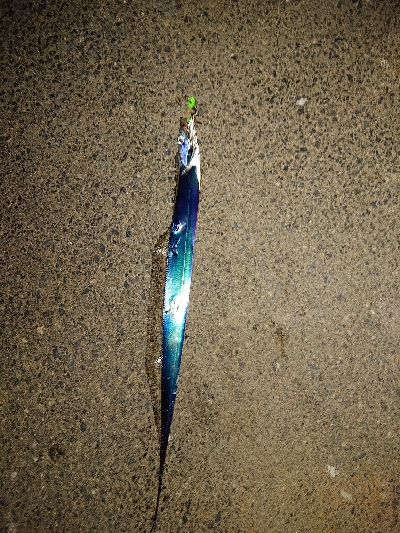 タチウオ釣れたけど