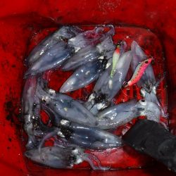 デイから夕まずめヒイカ