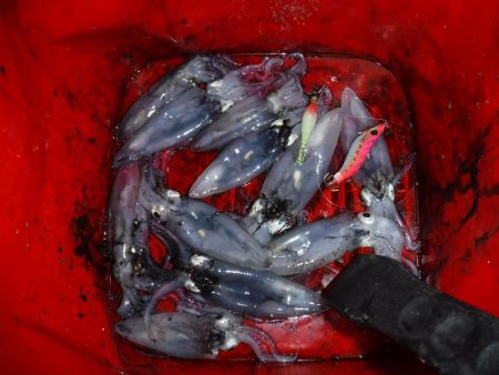 デイから夕まずめヒイカ