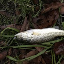 この時期でも小さいのは簡単