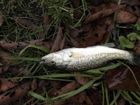 この時期でも小さいのは簡単