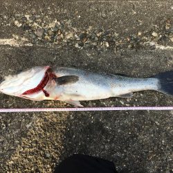 ショアジギ釣行