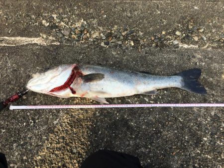 ショアジギ釣行