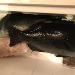 初島 フカセ釣り メジナ