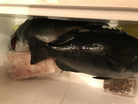 初島 フカセ釣り メジナ