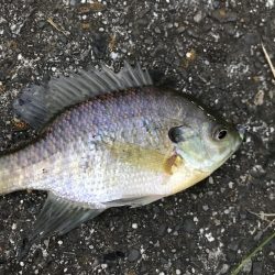 極小バスはライトタックルで