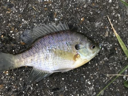 極小バスはライトタックルで