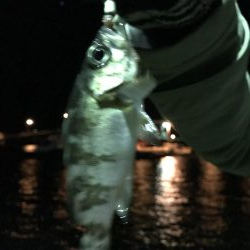 イカ、メバル、セイゴ、小鯛