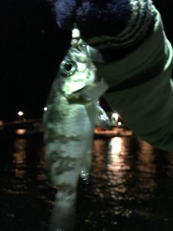 イカ、メバル、セイゴ、小鯛