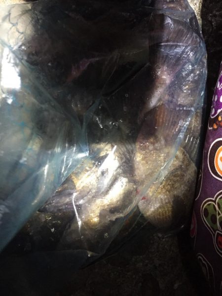 爆風メバリング