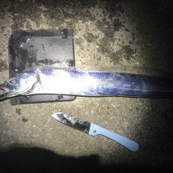 タチウオ終盤戦