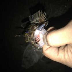 今日もライトワインド修行