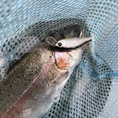 エリアトラウト