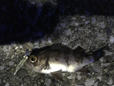 チビメバルちゃんばかり