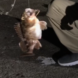 林崎漁港で真アナゴ