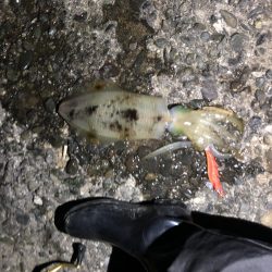 アオリイカ キロアップ