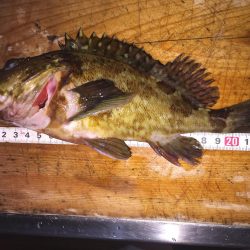 楽しいガシラ釣り