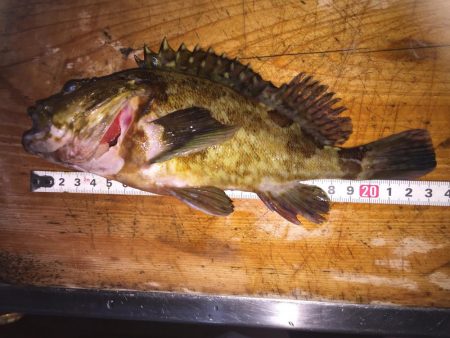 楽しいガシラ釣り