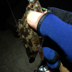 無限ガシラ継続