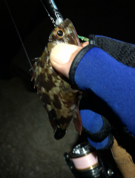 無限ガシラ継続