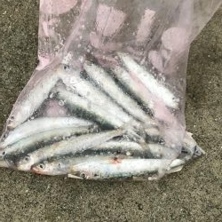 青物不発！いわし大量発生