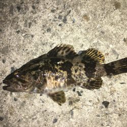 ワームでヒイカ