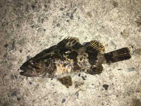 ワームでヒイカ