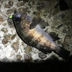 アジングリベンジ メバリング