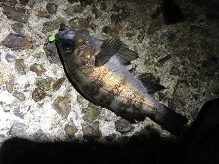 アジングリベンジ メバリング