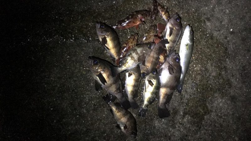 メバルとガシラ