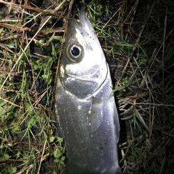 シーバスを求め