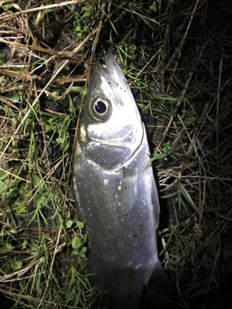 シーバスを求め