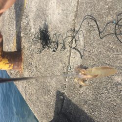 やっぱりデイヒイカ