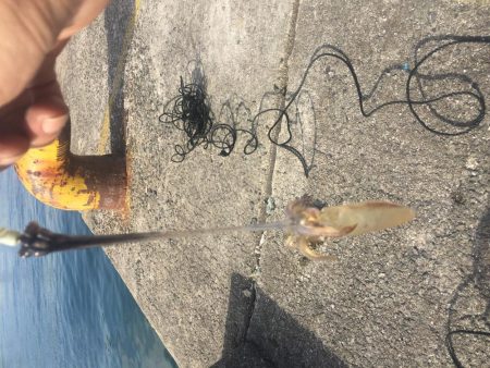 やっぱりデイヒイカ