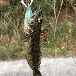 タケノコメバルとメバル