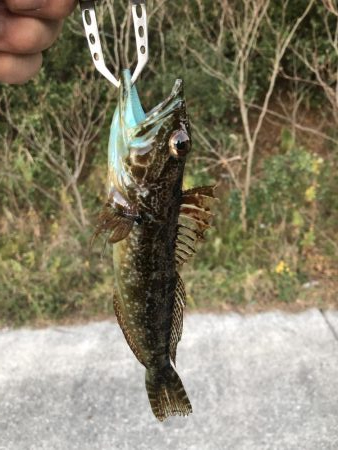 タケノコメバルとメバル