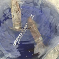 デイヒイカ撃沈