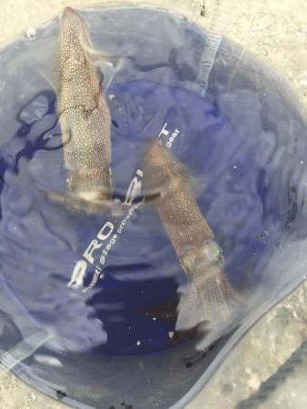 デイヒイカ撃沈