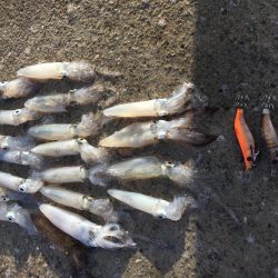 爆釣のヒイカ遠征旅