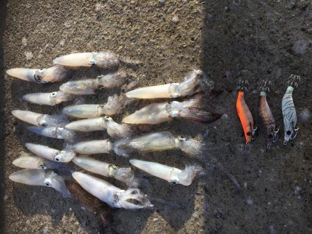 爆釣のヒイカ遠征旅